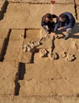 Arheologii din Israel au descoperit opt ouă de struț, cu o vechime cuprinsă între 4.000 și 7.500 de ani (foto: Israel Antiquities Authority)