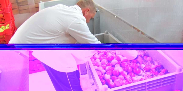 Pomicultorii din Voineşti transformă merele în suc