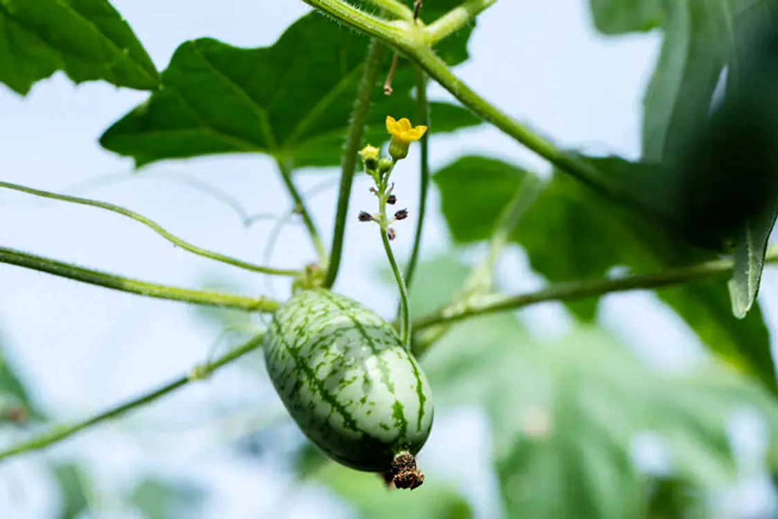 Leguma seamănă cu un pepene verde în miniatură Foto: AgroTV