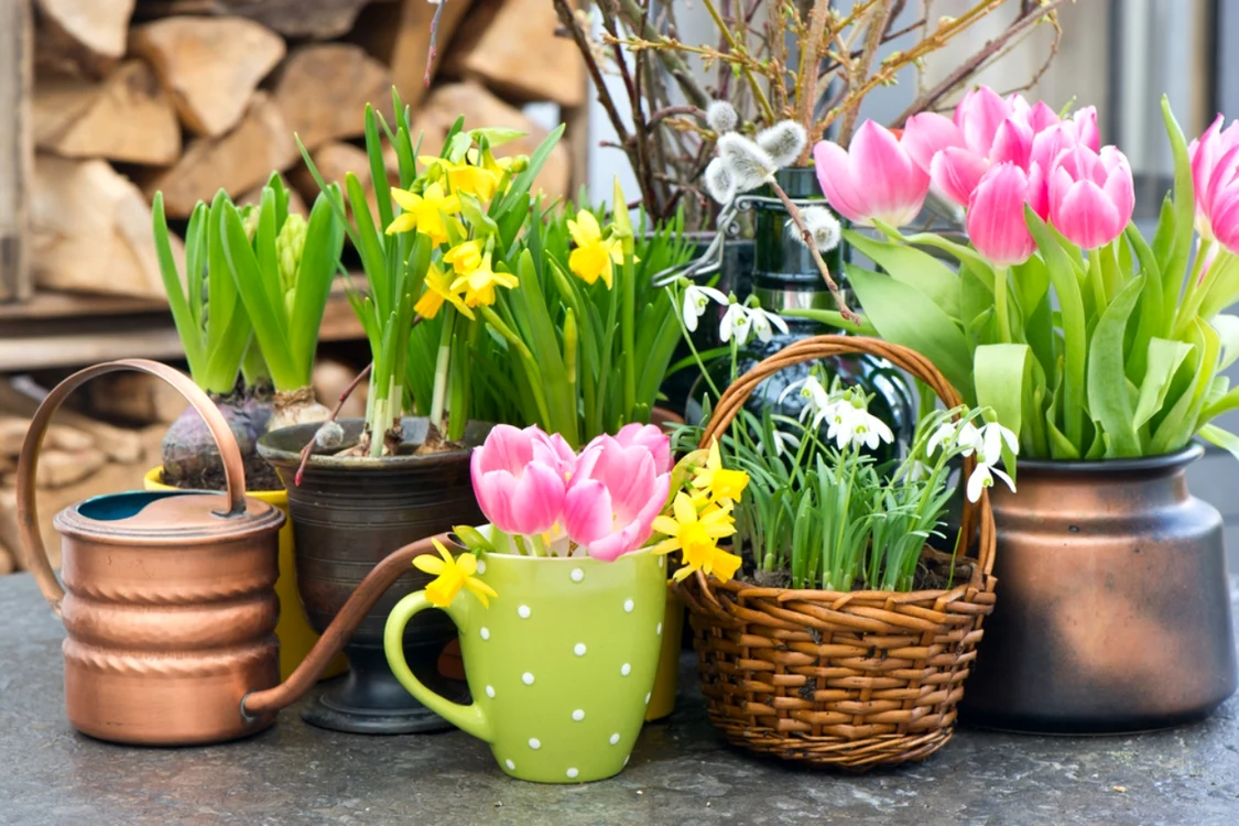 Flori de primavara, foto Shutterstock jpg