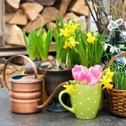 Flori de primavara, foto Shutterstock jpg