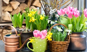 Flori de primavara, foto Shutterstock jpg