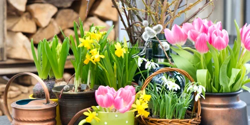 Flori de primavara, foto Shutterstock jpg