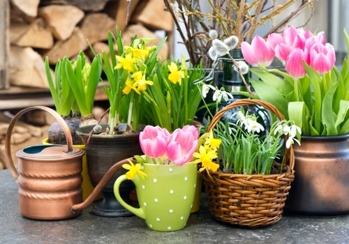 Flori de primavara, foto Shutterstock jpg