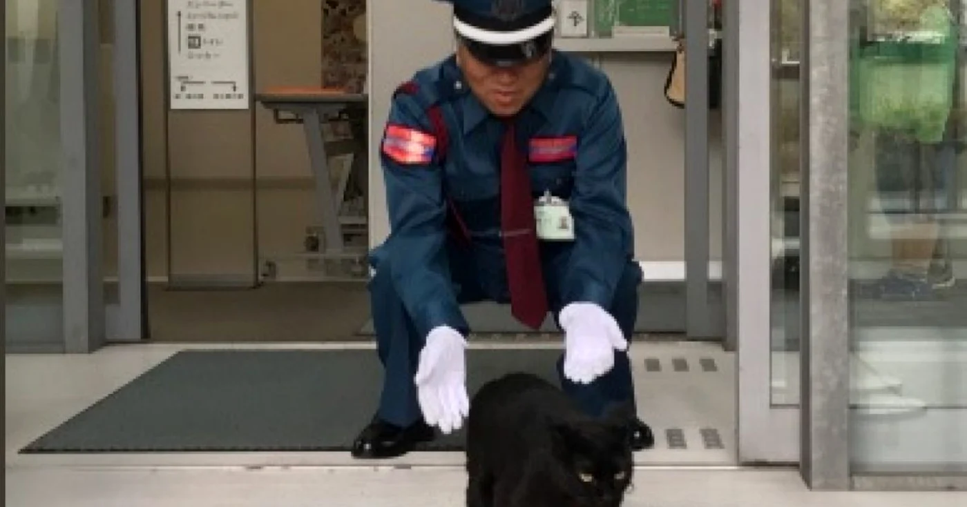 pisici japonia foto twitter muzeul de arta din onomichi