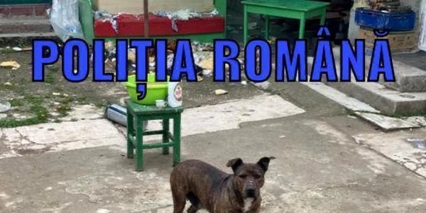 Caini adapost Arad