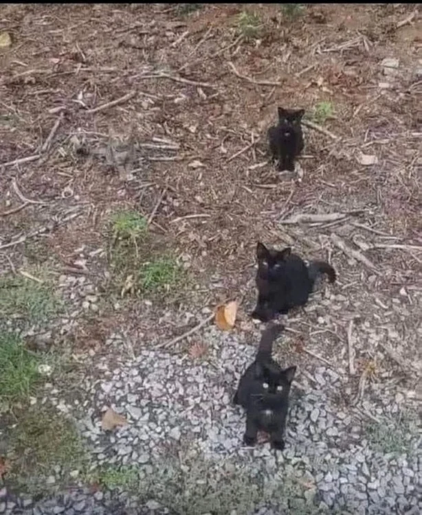 Găsește în cel mai scurt timp a patra pisică / foto: Reddit 