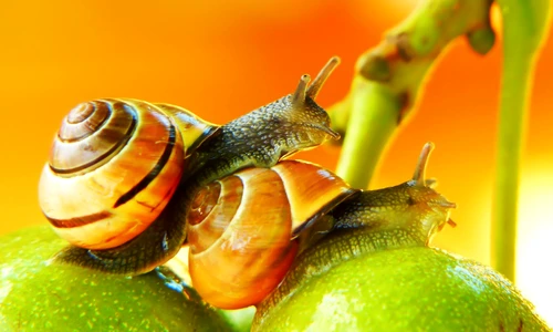 1 krzysztof niewolny rvcrcs lipe unsplash jpg jpeg