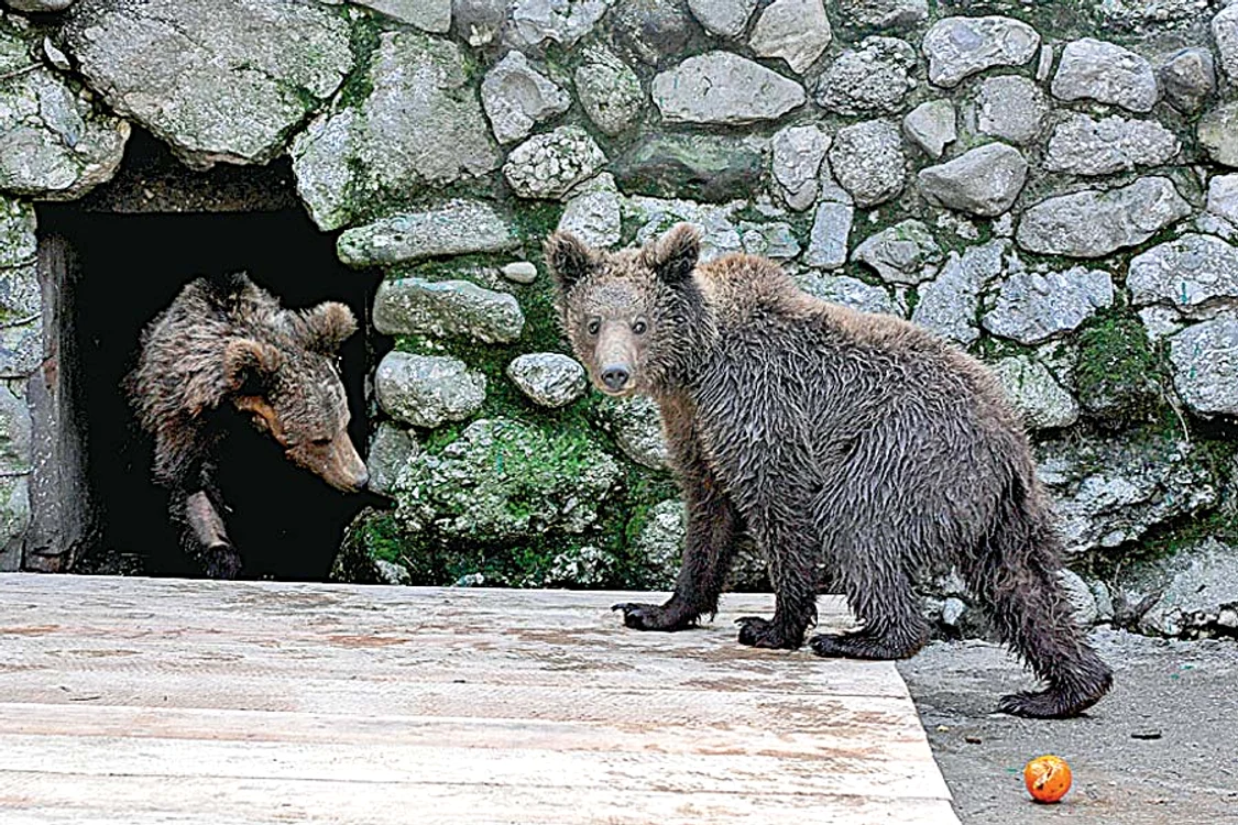 «Naşii» au primit  bilete gratuite la Zoo (FOTOGRAFII: Dana Mihai )