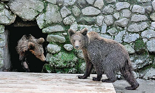 «Naşii» au primit  bilete gratuite la Zoo (FOTOGRAFII: Dana Mihai ) jpeg