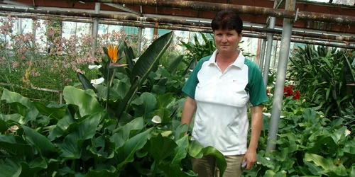 Românii au şansa să lucreze ca grădinari în Danemarca