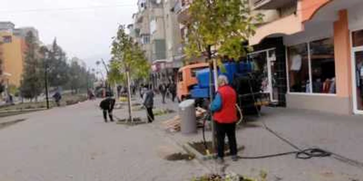 Arbori plantaţi pe Bulevardul Transilvaniei