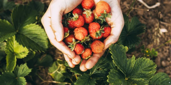 Căpșuni  Sursa Freepik com jpg