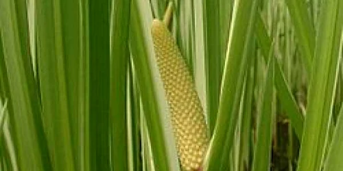 obligeana Acorus calamus Wikipedia