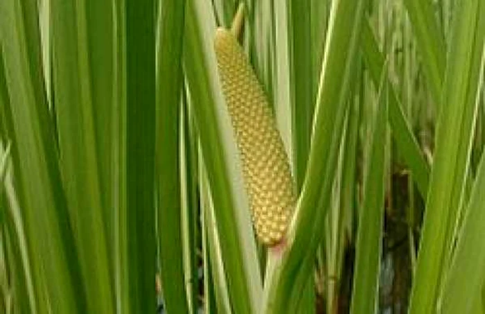 Acorus calamus. Foto: wikipedia.org