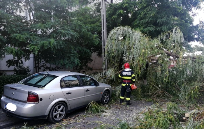 Copac doborât de vânt pe DN31 FOTO Arhivă Adevărul