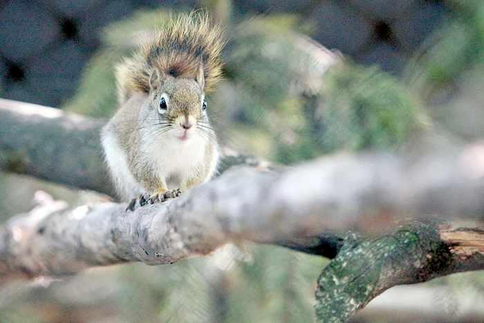 Veverițele americane au cozile mai lungi decât corpul