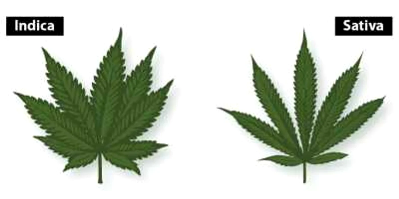 Indica-vs-sativa  FOTO leafscience.com