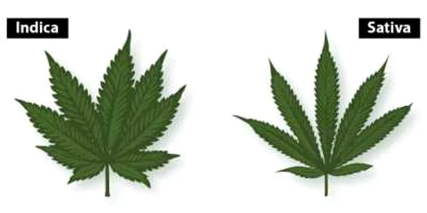 indica-vs-sativa-leaves FOTO leafscience.com 