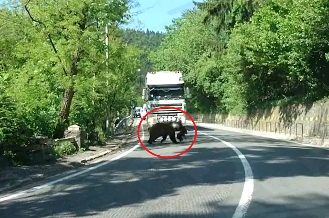 Ursoaica şi puiul FOTO: captură Facebook Tibor Florian Albert/via Marko Hunor