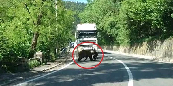 mama bear din baile tusnad foto facebook tibor florian albert