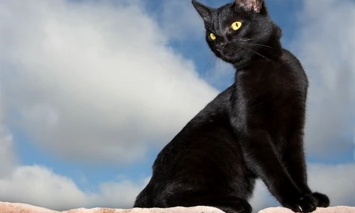 1 65187 original jpg jpeg