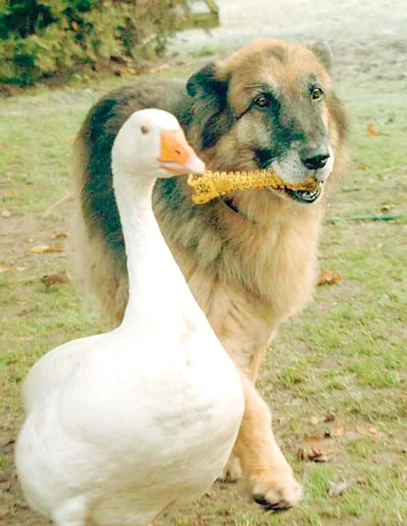 “Mai dă-mi un pupic, peştişorule!” (Fotografii: photoland/caters)