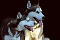 dogs 3649499 1920 jpeg