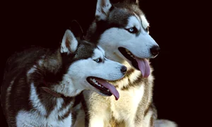 dogs 3649499 1920 jpeg