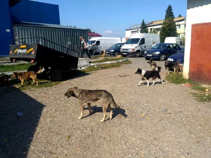 Problema câinilor fără stăpân ar fi trebuit rezolvată FOTO: arhiva