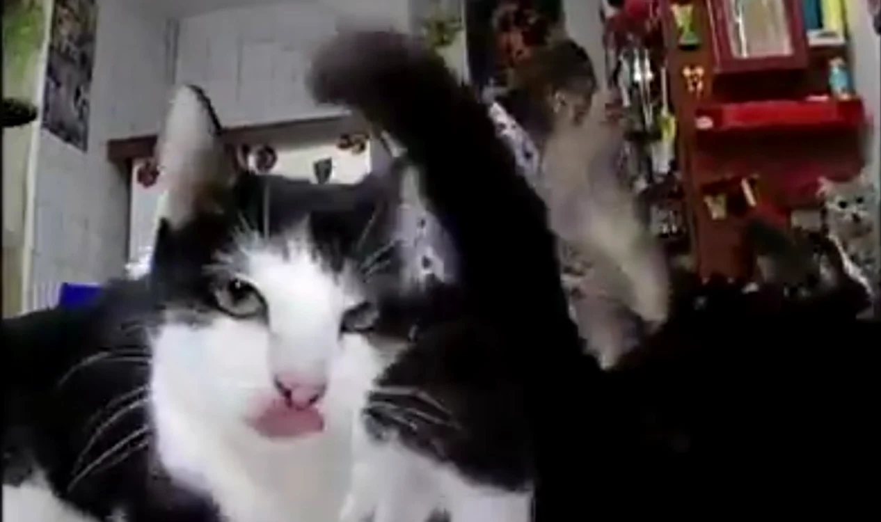 Dragostea pentru pisici a transformat o casă într-o colonie de animalecaptură video