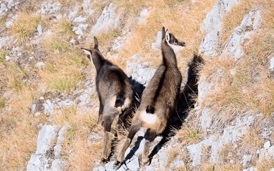 Caprele negre stăpânesc stâncile din Retezat. Imagini rare cu doi iezi, în parcul național VIDEO