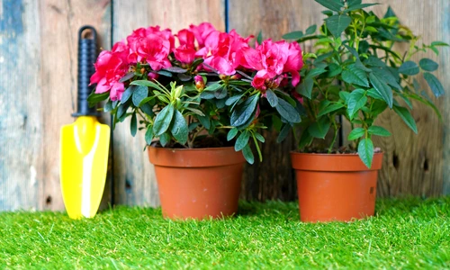 azalee shutterstock 1679009230 jpg