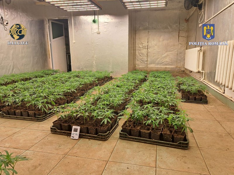 Grupul „Iarbă Dulce” : Șapte persoane arestate pentru trafic de droguri. Canabisul era cultivat într-o localitate din Dâmbovița 