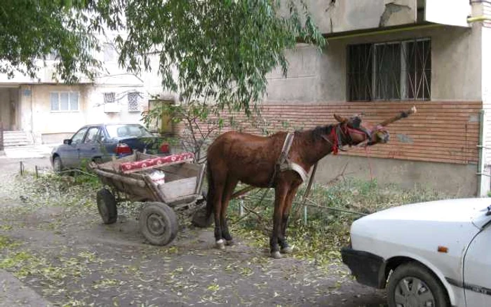 Cu caruta la cumparaturi