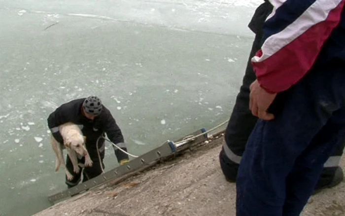 Câinele a fost salvat de pompieri. FOTO: ProTv