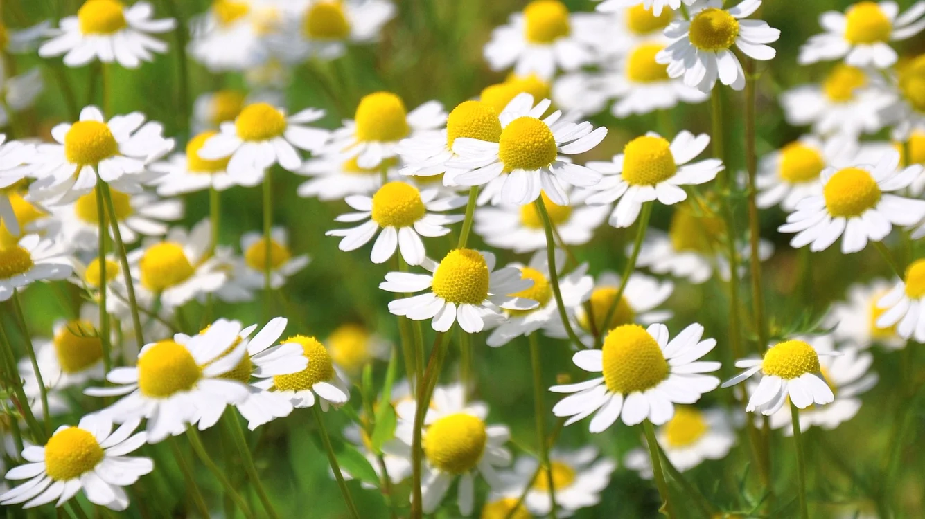 Mușețelul se folosește mult și în industria cosmetică FOTO https://www.planteea.ro