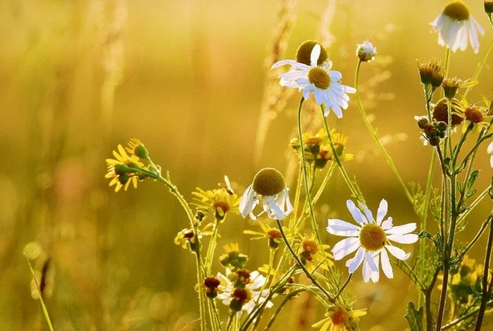 Mușețelul e bun când te confrunți cu arsuri gastriceFoto: pixabay.com