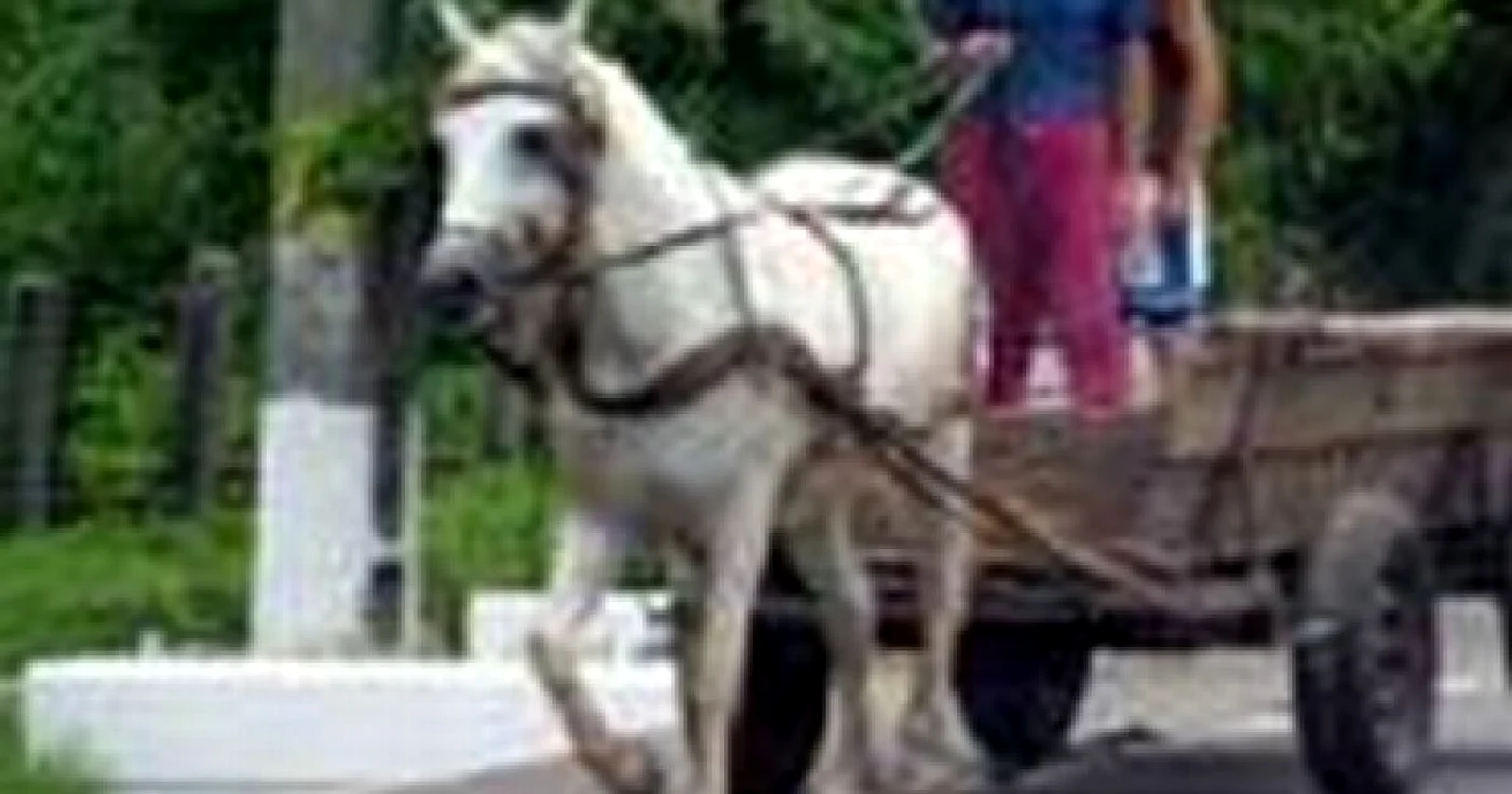 Satu Mare: Autorităţile locale pun „biciul“ pe căruţaşi