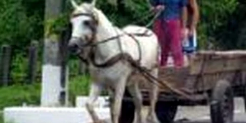 Satu Mare: Autorităţile locale pun „biciul“ pe căruţaşi