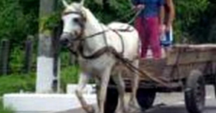 Satu Mare: Autorităţile locale pun „biciul“ pe căruţaşi