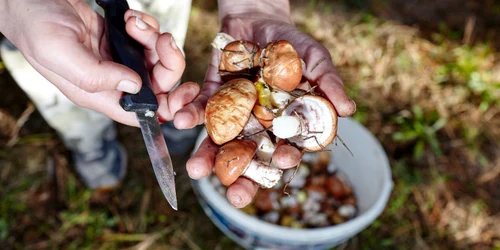 ciuperci salbatice culese foto shutterstock jpg
