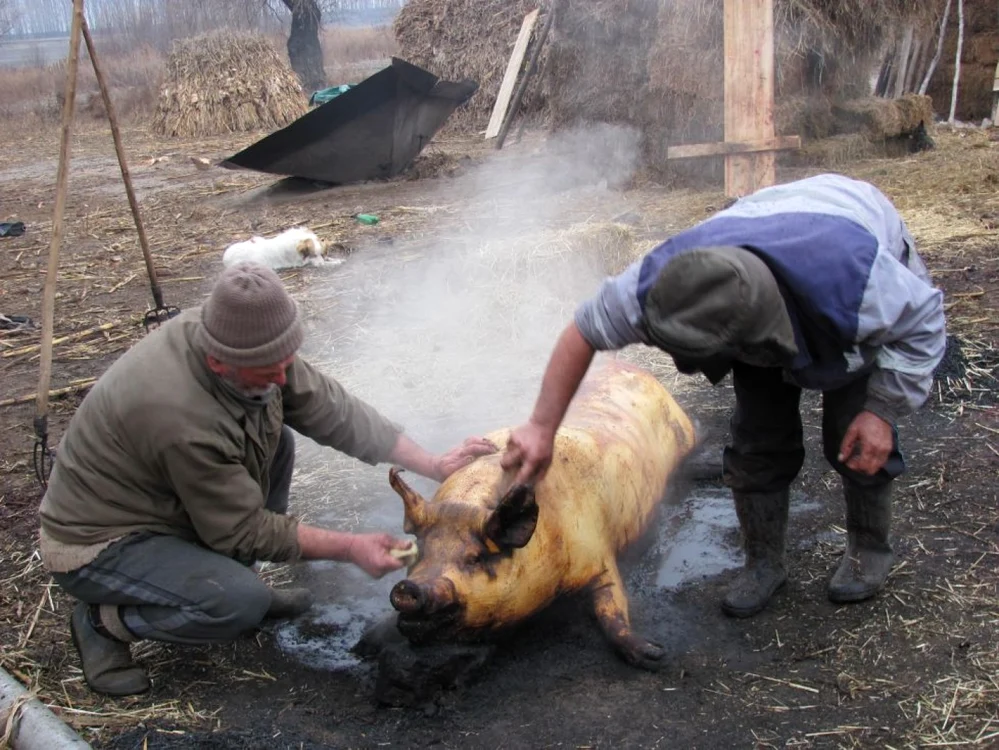 Ignatul, ziua sacrificării porcilor, se celebrează pe 20 decembrie FOTO I.S.