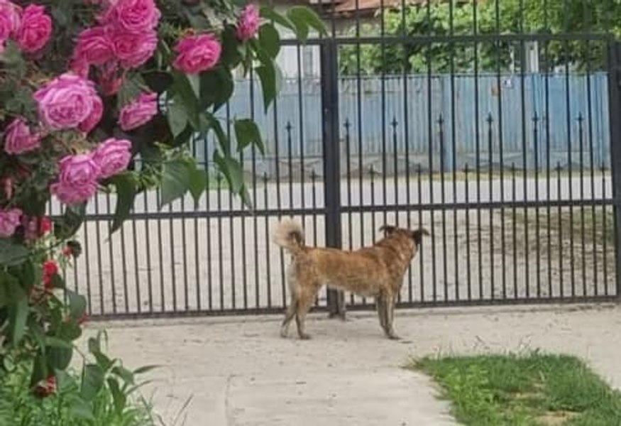 Câinele unui primar din Dâmbovița, omorât cu mâncare otrăvită aruncată peste gard 