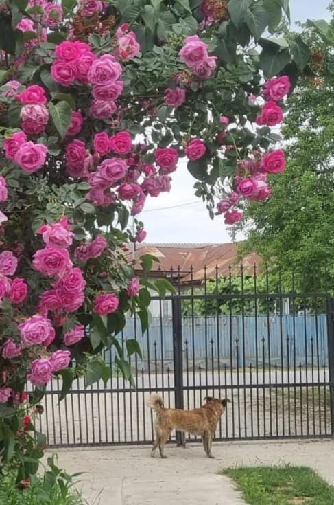 Câinele primarului din Dâmbovița a fost omorât cu mâncare otrăvită aruncată peste gard.