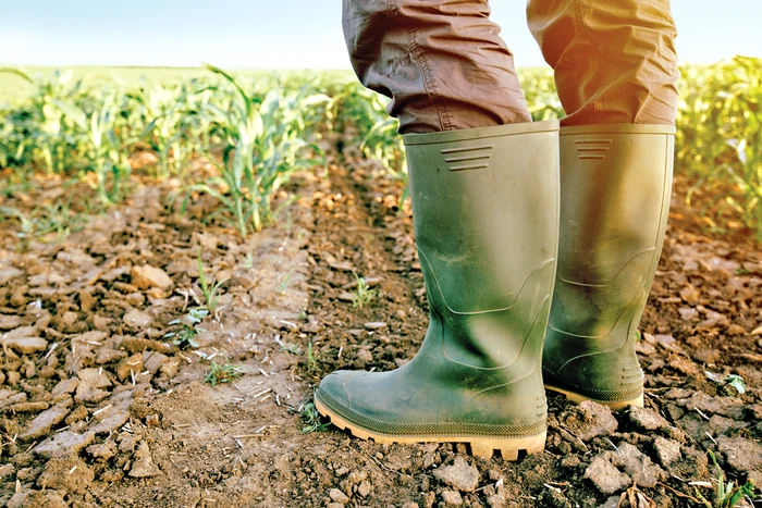 
    “Pământul s-a uscat foarte tare”, spune agricultorul Nicolae Sitaru   