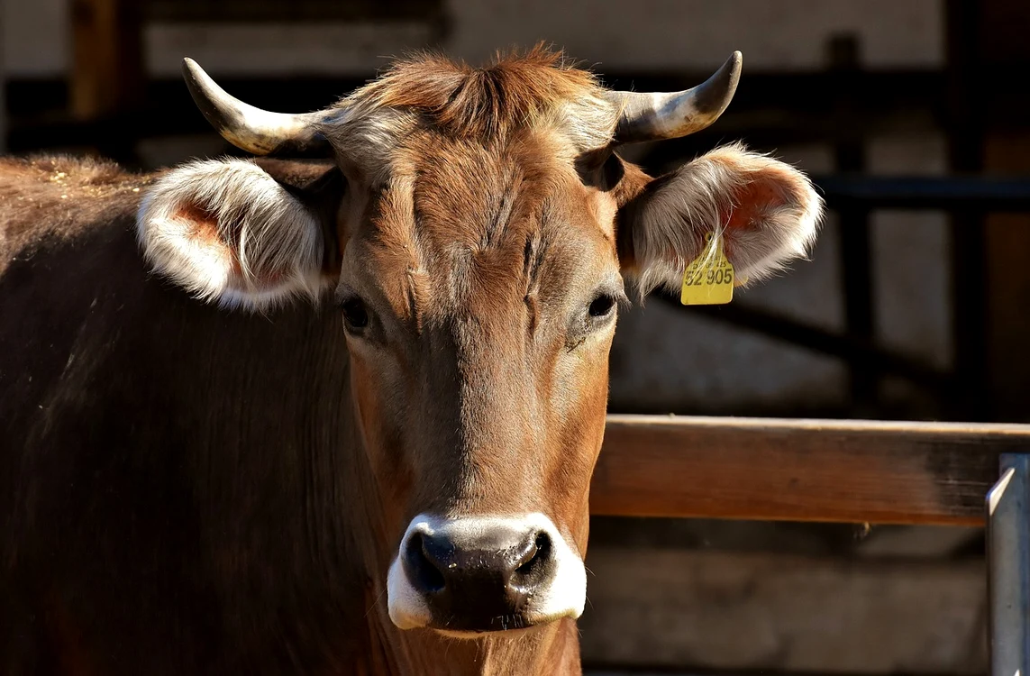 Criză în fermele de lapte Foto: Pixabay.com 