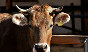 vaca jpg