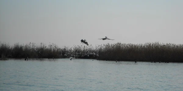 Delta Dunarii pregatita pentru venirea pelicanului creţ FOTO ARBDD