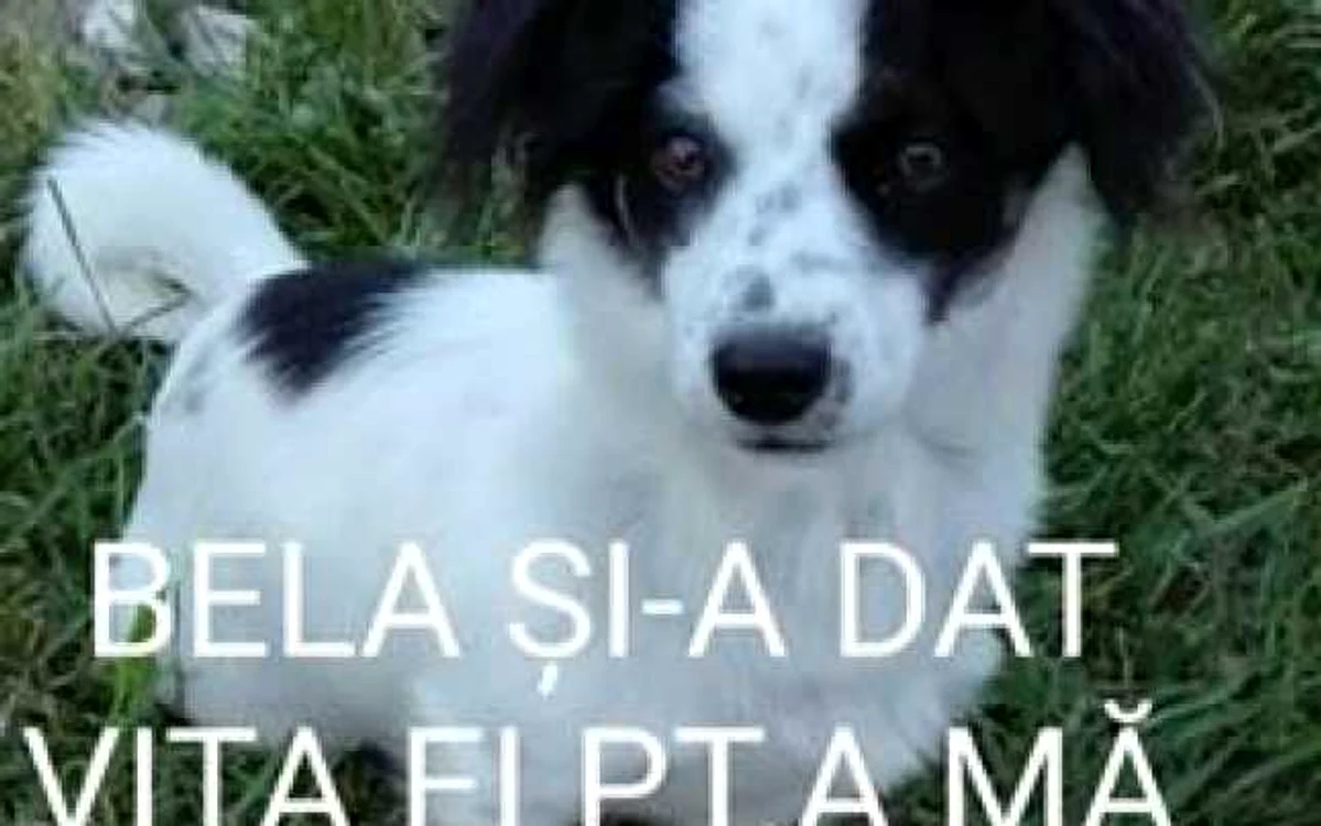 Femeia se teme sa mai iasă din casă - foto: Maria Laza